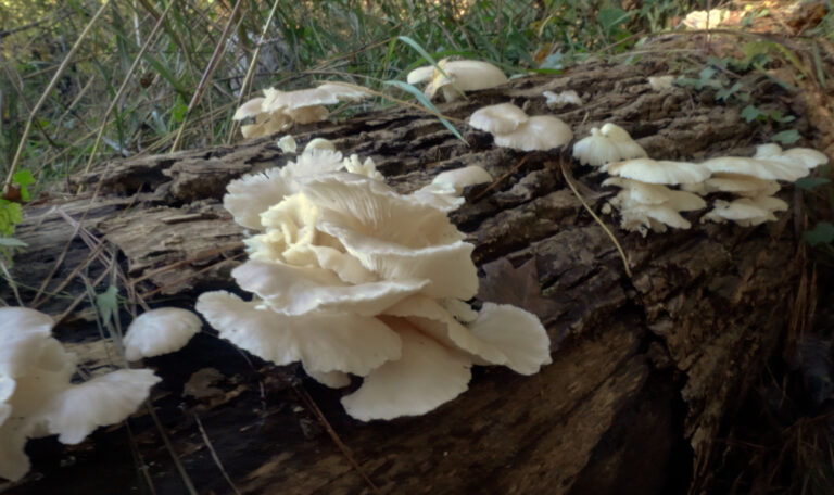 Mushroom Cultivation Automation From Foraging To Fruiting Projects 